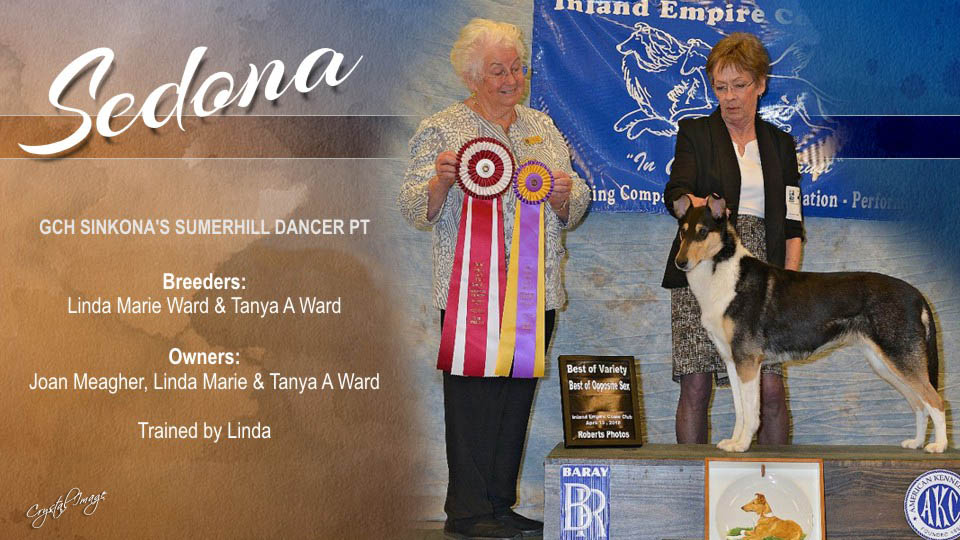 Sinkona Collies -- GCH Sinkona's Sumerhill Dancer PT