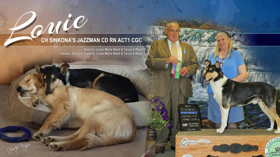 Sinkona Collies -- CH Sinkona's Jazzman CD RN ACT1 CGC