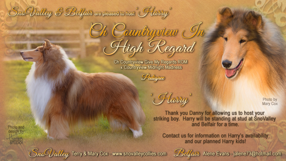 SnoValley Collies / Belfair Collies -- CH Countryview In High Regard