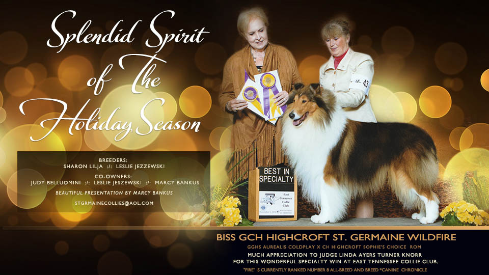 St. Germaine Collies -- GCH Highcroft St. Germaine Wildfire