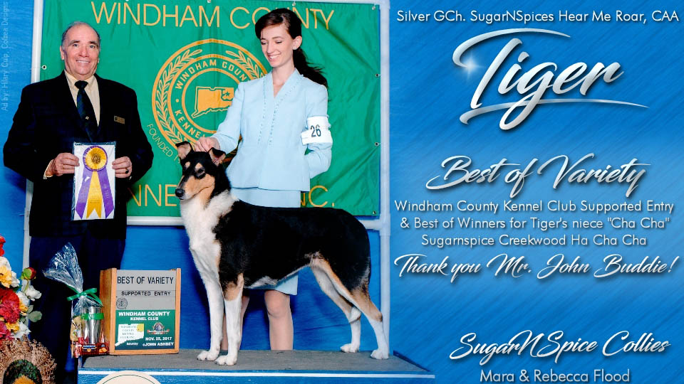 SugarNSpice Collies -- Silver GCH SugarNSpices Hear Me Roar, CAA