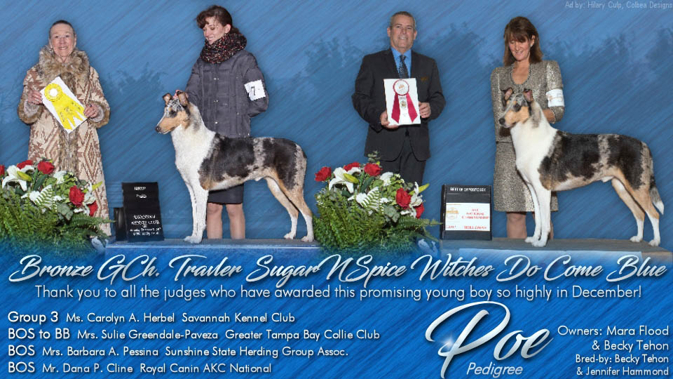 SugarNSpice Collies -- Bronze GCH Travler SugarNSpice Witches Do Come Blue