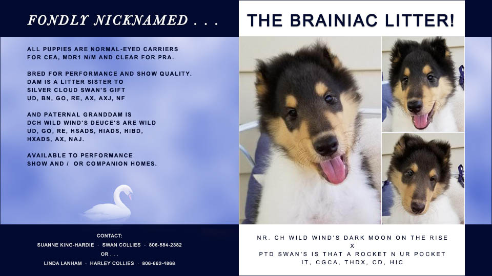 Swan Collies / Harley Collies -- The Brainiac Litter!
