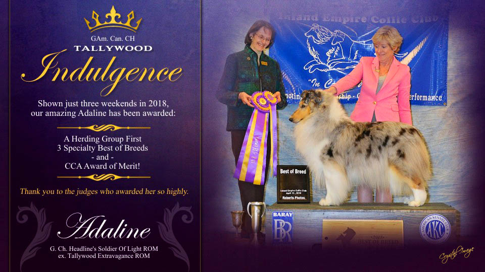 Tallywood Collies -- GCH Tallywood Indulgence