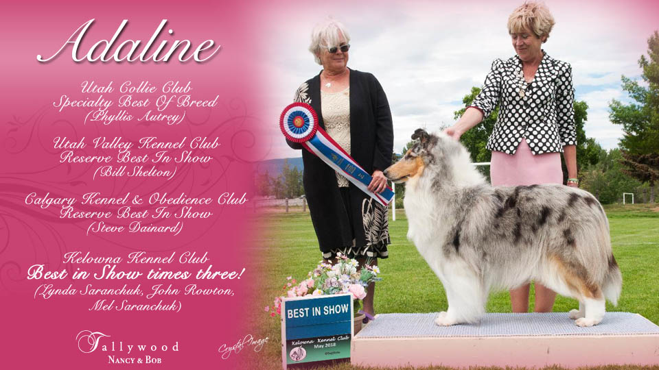 Tallywood Collies -- GCH Tallywood Indulgence