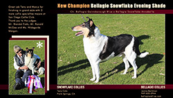 Bellagio Collies / Snowflake Collies -- CH Bellagio Snowflake Evening Shade