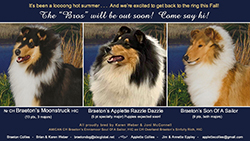 Braeton Collies / Applette Collies -- Braeton's Moonstruck HIC / Braeton's Applette Razzle Dazzle / Braeton's Son Of A Sailor
