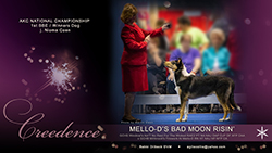 Mello-D's Bad Moon Risin'