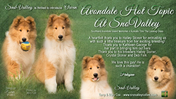 SnoValley Collies -- Avondale Hot Topic At Sno Valley