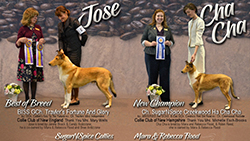 SugarNSpice Collies -- GCH Travler's Fortune And Glory and CH SugarNSpice Creekwood Ha Cha Cha