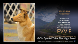 Special Collies -- GCH Special Take The High Road