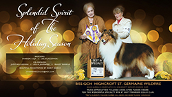 St. Germaine Collies -- GCH Highcroft St. Germaine Wildfire