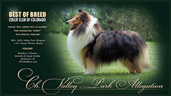 Valley Park Collies -- CH Valley Park Allegation