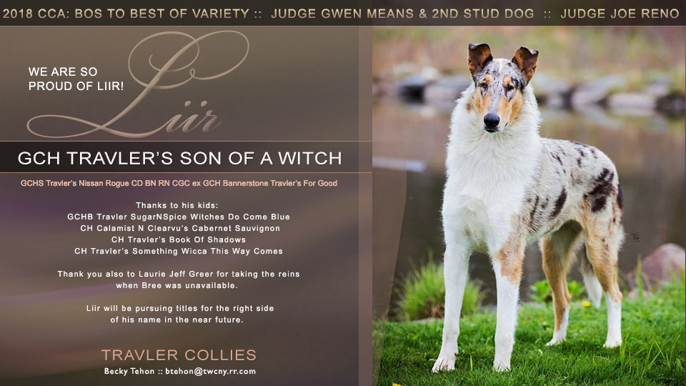 Travler Collies -- GCH Travler's Son Of A Witch