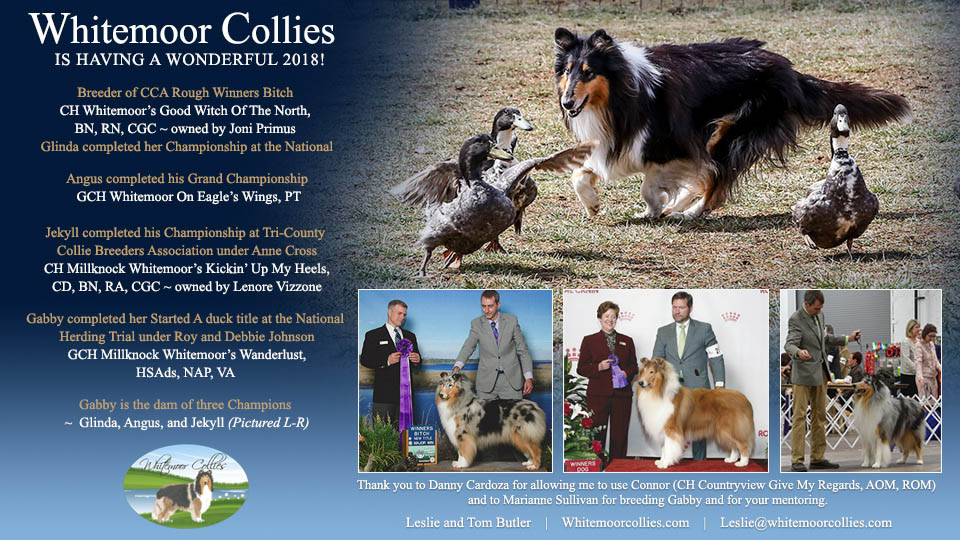 Whitemoor Collies 