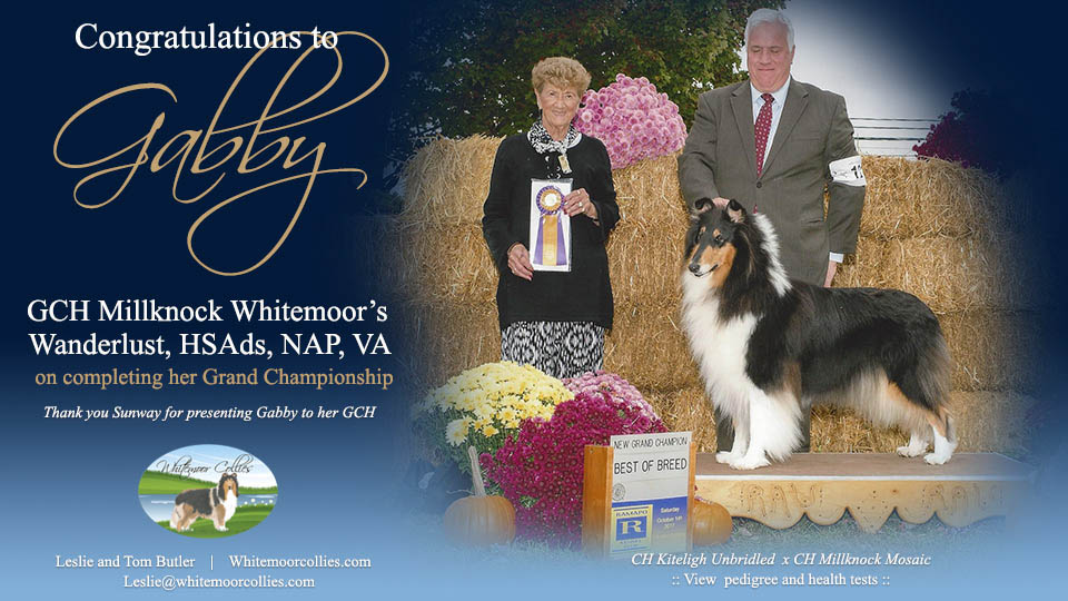 Whitemoor Collies -- GCh Millknock Whitemoor&rsquo;s Wanderlust, HSAds, NAP, VA