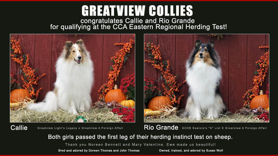 Greatview Collies -- PACH2 Greatview Turn Off The Lights MXP8 MXPG MJP8 MJPG PAX3 XFP T2BP2 CGC TKN / Greatview "A" List Broadway Baby OA OAJ NAP NJP XF NFP CGC TKN