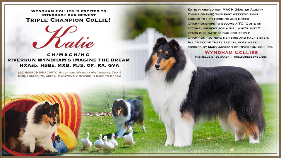 Wyndham Collies -- CH/MACH/HC Riverrun Wyndham's Imagine The Dream HXAsd, HSBs, MXB,MJS, OF, RA, GVA