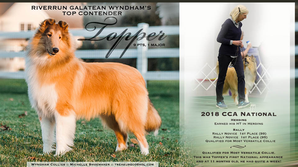 Wyndham Collies -- Riverrun Galatean Wyndham's Top Contender