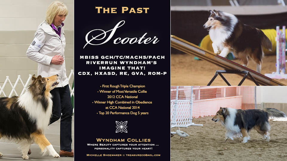 Wyndham Collies -- GCH/TC/MACH5/PACH Riverrun Wyndham&rsquo;s Imagine That! CDX, HXAsd, RE, GVA, ROM-P