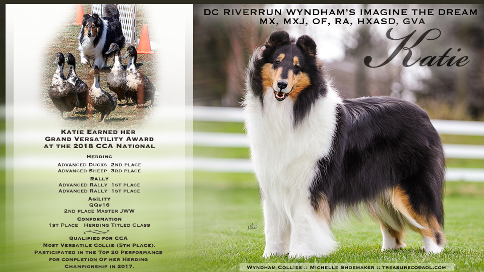 Wyndham Collies -- DC Riverrun Wyndham’s Imagine The Dream MX, MXJ, OF, RA, HXAsd, GVA