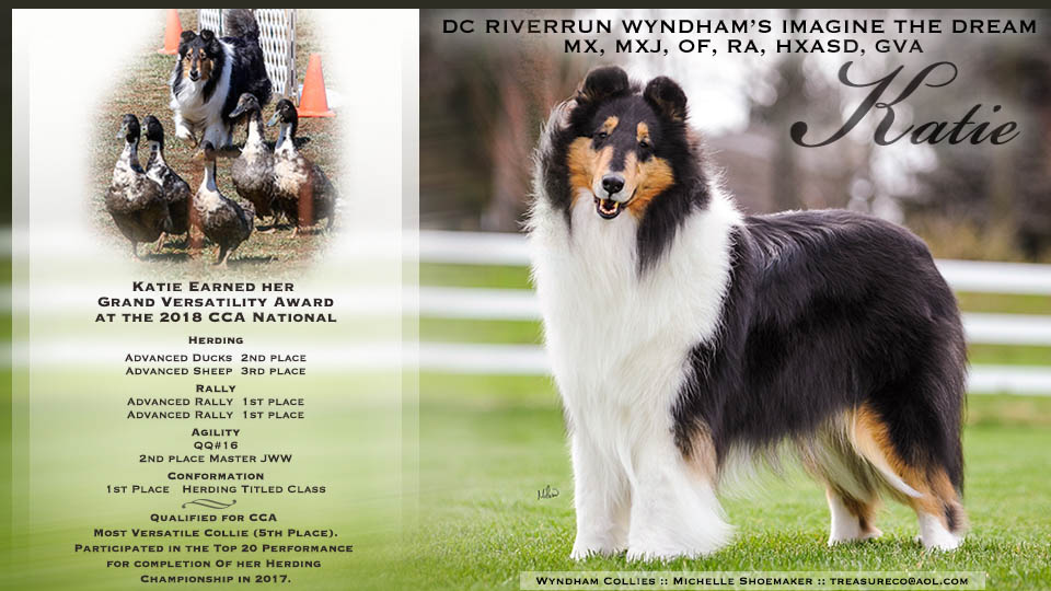 Wyndham Collies -- DC Riverrun Wyndham&rsquo;s Imagine The Dream MX, MXJ, OF, RA, HXAsd, GVA