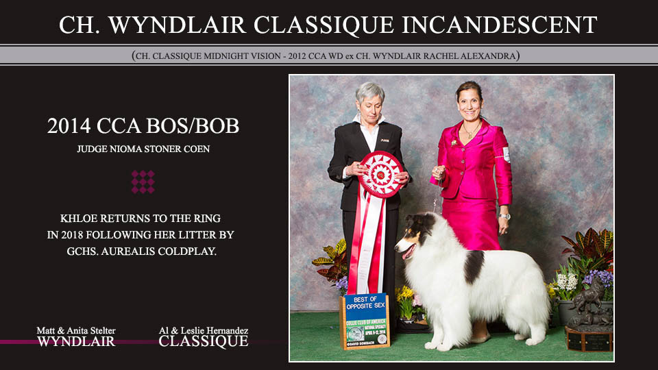 Wyndlair Collies / Classique Collies -- CH Wyndlair Classique Incandescent