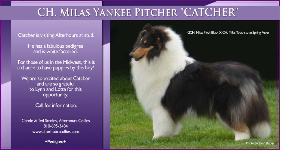 Afterhours Collies -- CH Milas Yankee Pitcher