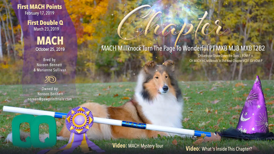 Noreen Bennett -- MACH Millknock Turn The Page To Wonderful PT MXB MJB MXB T2B2