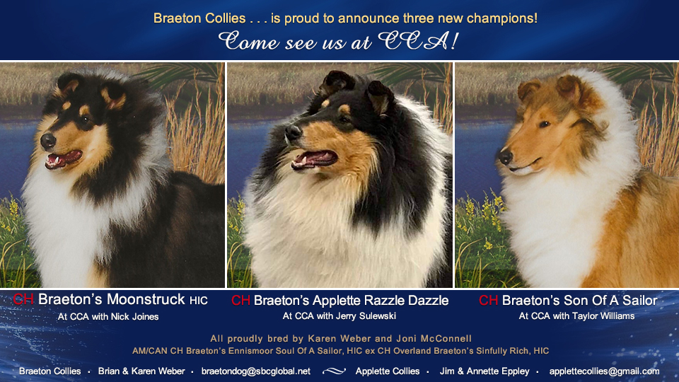 Braeton Collies / Applette Collies -- CH Braeton's Moonstruck HIC / CH Braeton's Applette Razzle Dazzle / CH Braeton's Son Of A Sailor