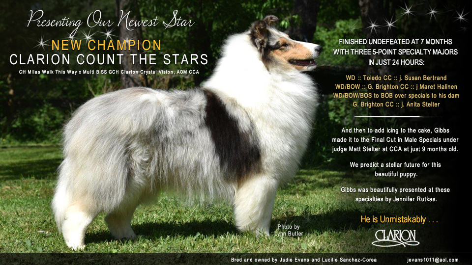 Clarion Collies -- CH Clarion Count The Stars