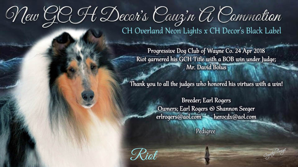 Decor Collies -- GCH Decor's Cauz'n A Commotion