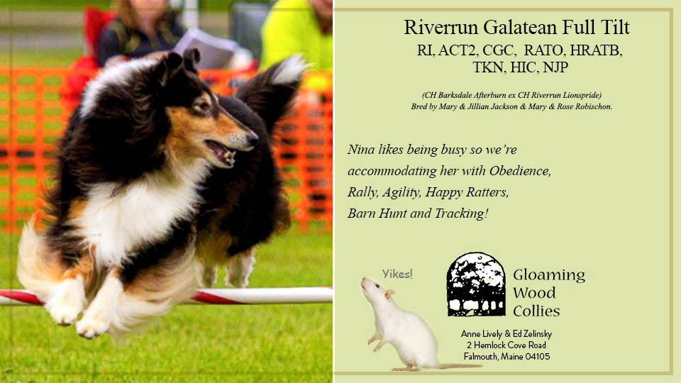 Gloaming Wood Collies -- Riverrun Galatean Full Tilt, RI ACT2 CGC RATO HRATB TKN HIC NJP