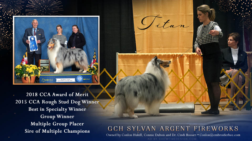Sylvan Collies / Argent Collies -- GCH Sylvan Argent Fireworks