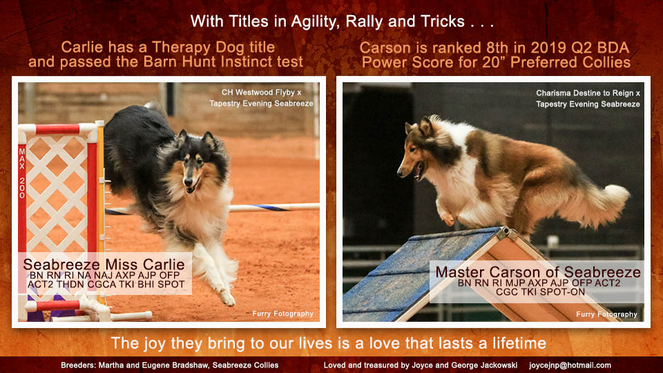 Joyce and George Jackowski -- Seabreeze Miss Carlie BN RN RI NA NAJ AXP AJP OFP ACT2 THDN CGCA TKI BHI SPOT / Master Carson of Seabreeze BN RN RI MJP AXP AJP OFP ACT2 CGC TKI SPOT-ON