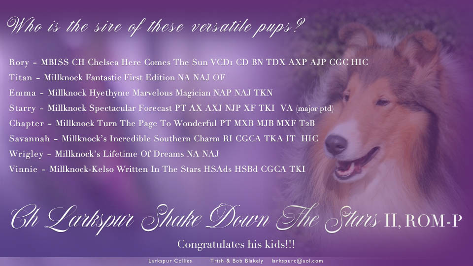 Larkspur Collies -- CH Larkspur Shake Down The Stars II, ROM-P