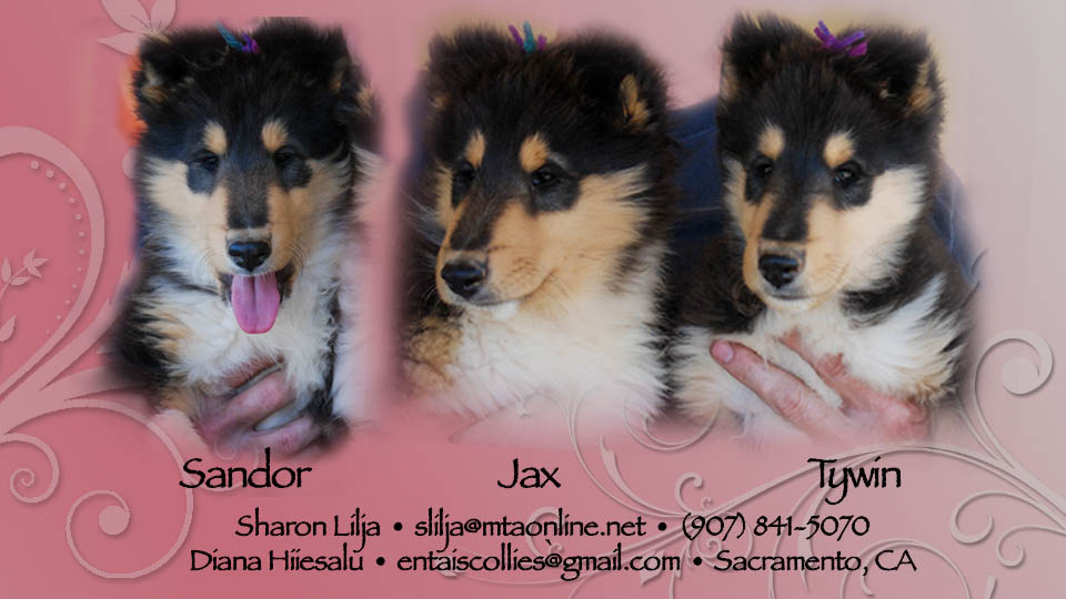 Sharon Lilja / Diana Hiiesalu-- CH Highcroft Sophie's Choice, ROM HT / GCH Southland Aurealis Island Nights