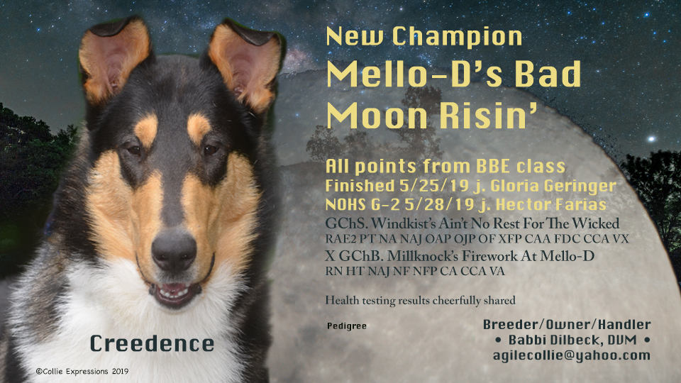 Mello-D Collies -- CH Mello-D's Bad Moon Risin'