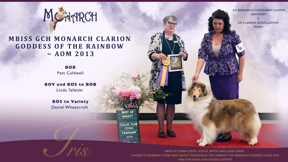 Monarch Collies -- GCH Monarch Clarion Goddess Of The Rainbow 