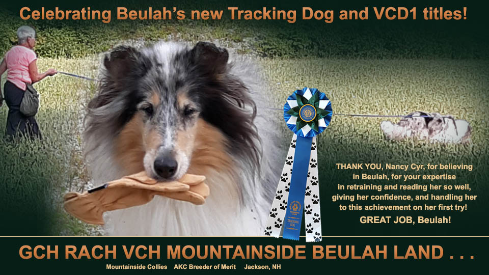 Mountainside Collies -- GCH RACH VCH Mountainside Beulah Land