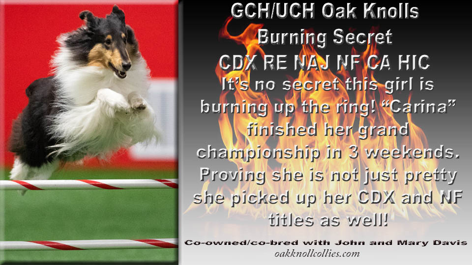 Oak Knoll Collies -- GCH/UCH Oak Knoll's Burning Secret CDX RE NAJ NF CA HIC