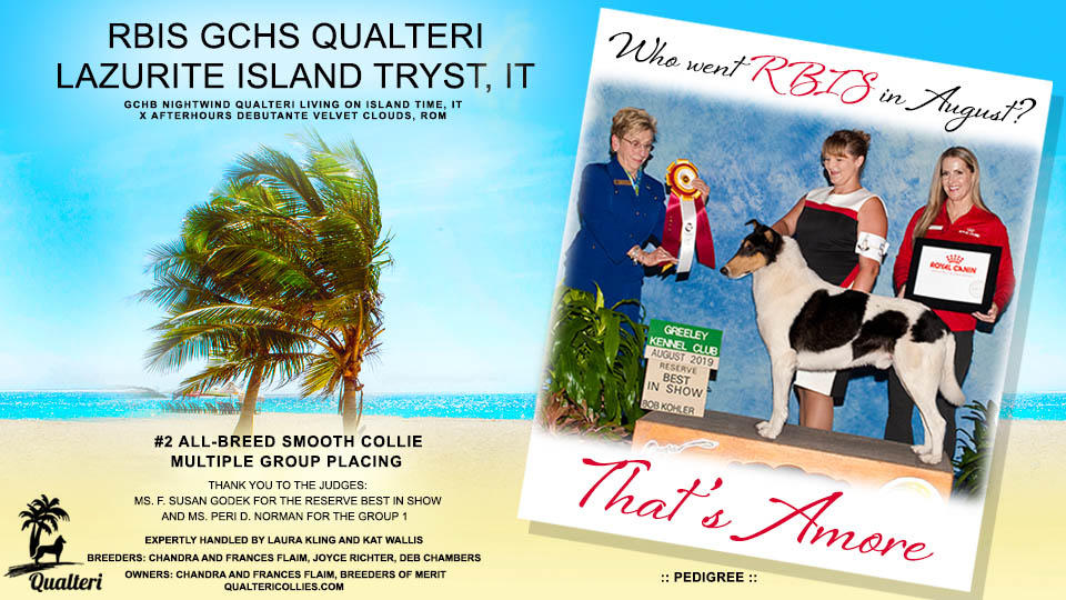 Qualteri Collies -- GCHS Qualteri Lazurite Island Tryst, IT