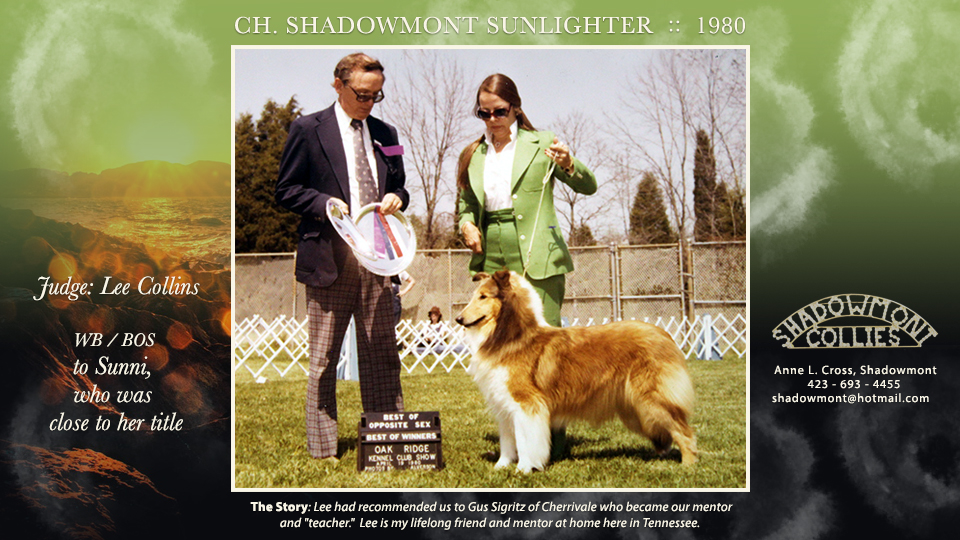 Shadowmont Collies -- CH Shadowmont Sunlighter
