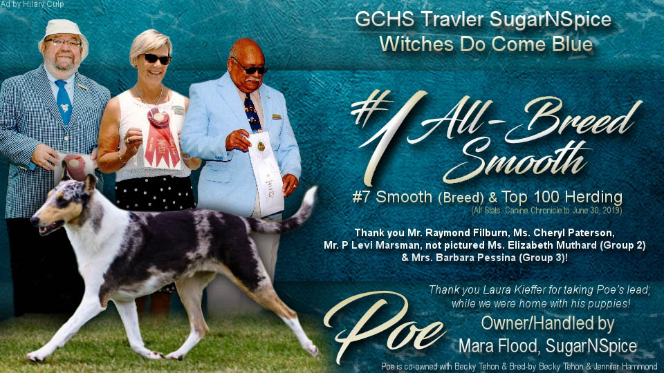 SugarNSpice Collies -- GCHS Travler SugarNSpice Witches Do Come Blue