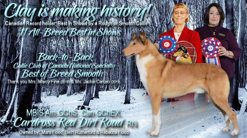 SugarNSpice Collies -- GCHS Travler SugarNSpice Witches Do Come Blue