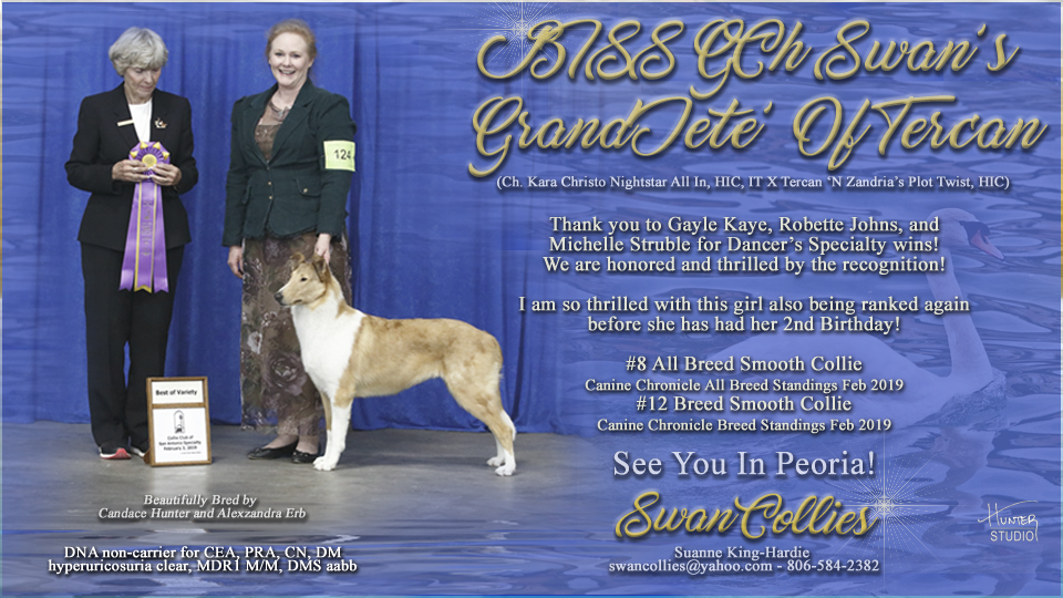 Swan Collies -- GCH Swan's Grand Jete' Of Tercan