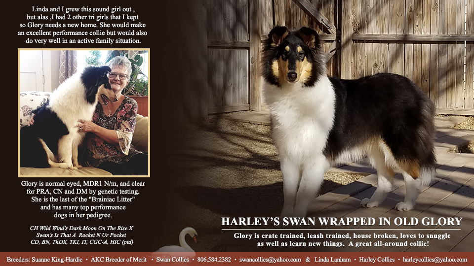 Swan Collies / Harley Collies -- Harley's Swan Wrapped In Old Glory