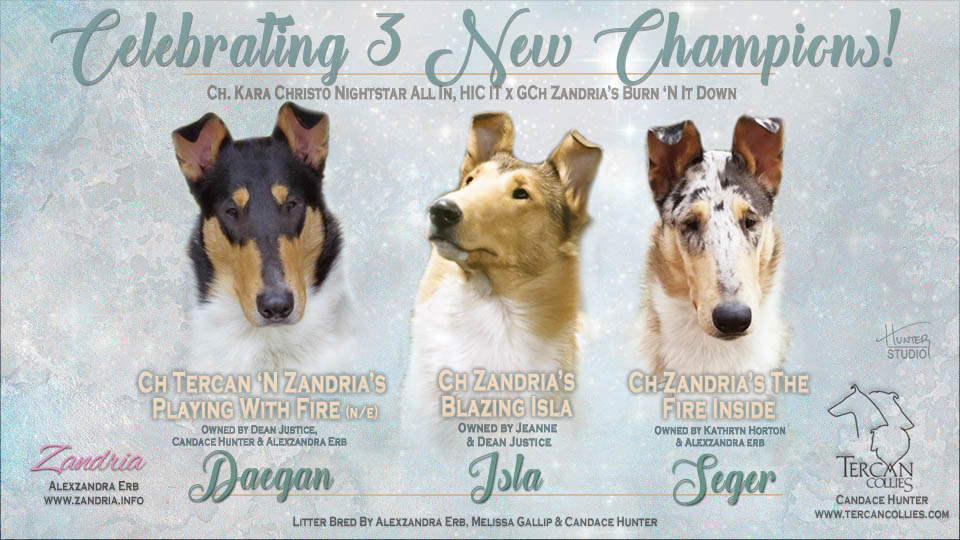 Tercan Collies / Zandria Collies -- CH Tercan 'N Zandria's Playing With Fire / CH Zandria's Blazing Isla / CH Zandria's The Fire Inside