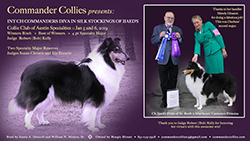 Commander Collies -- INT CH Commanders Diva In Silk Stockings Of Jjaed's