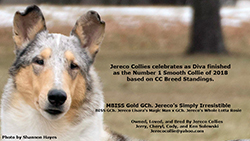 Jereco Collies -- GCHG Jereco's Simply Irresistible